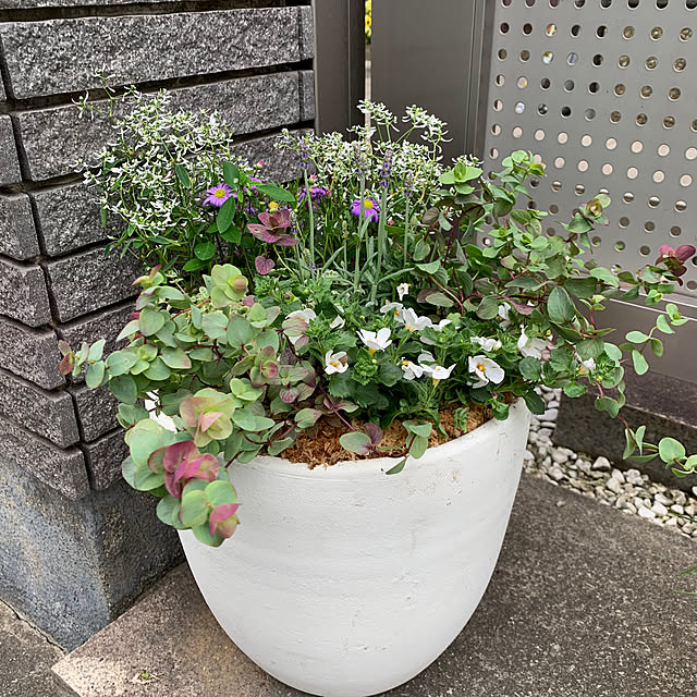 maayaさんの部屋