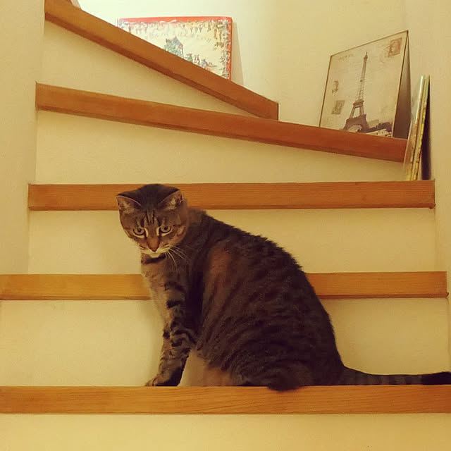 ruuさんの実例写真