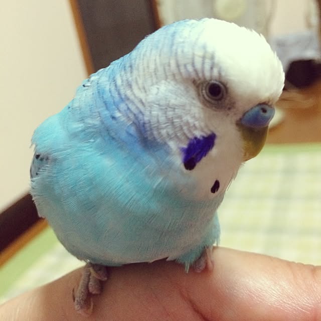 p.mamaさんの実例写真