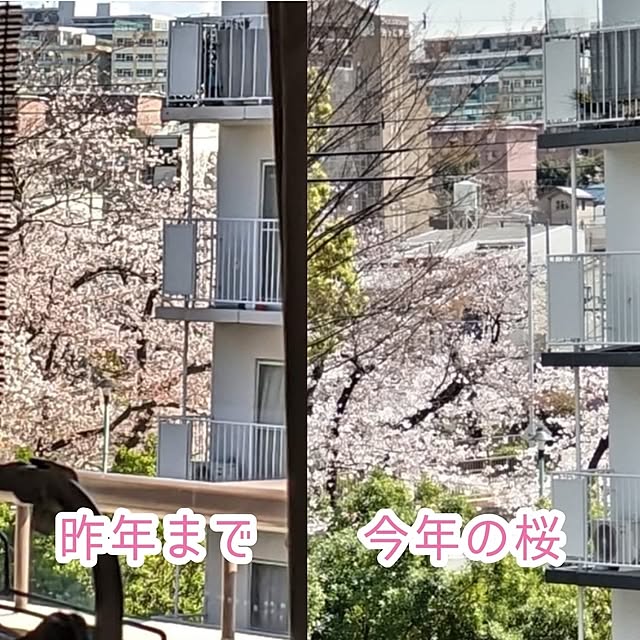 mi-saさんの部屋