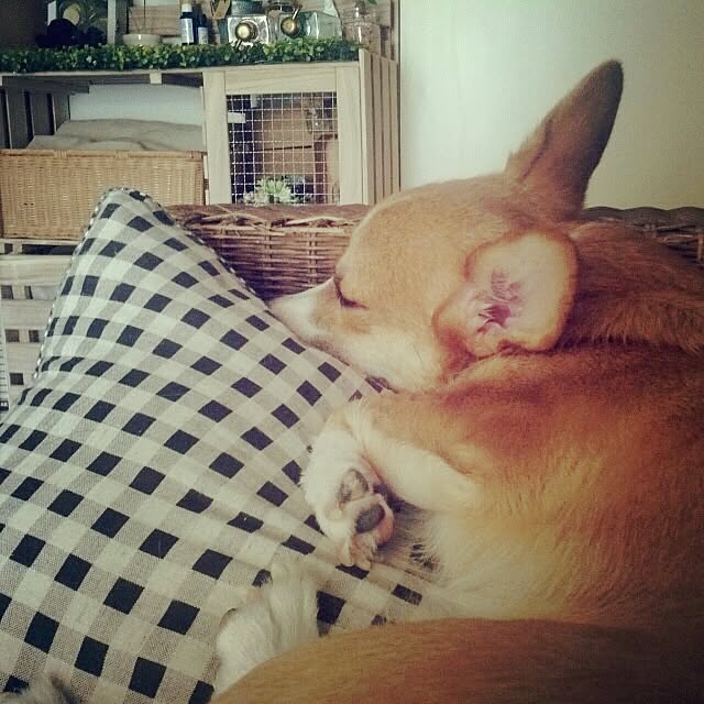 dezさんの実例写真