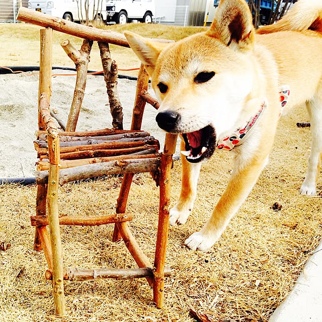 xmasajp2000さんの実例写真