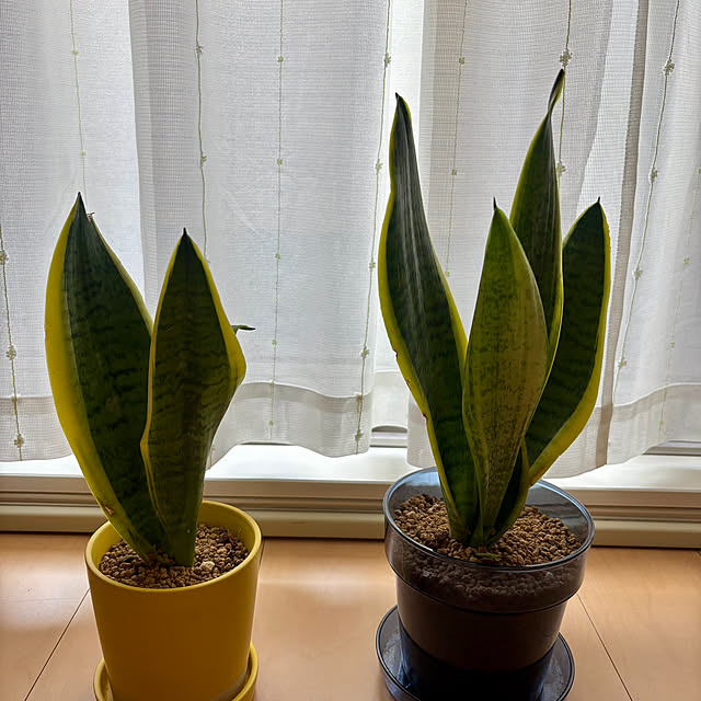 pinomiさんの部屋