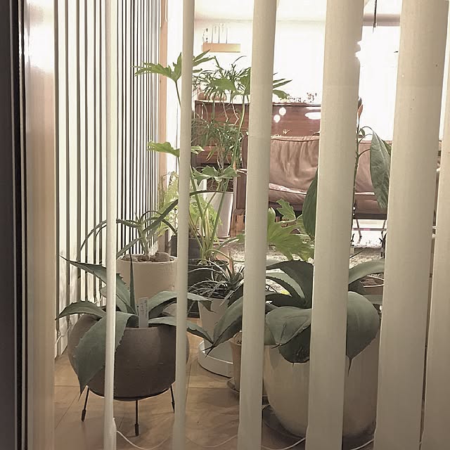 OkLettuceさんの実例写真
