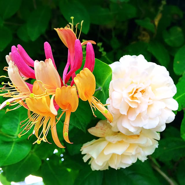 HappyRoseさんの実例写真