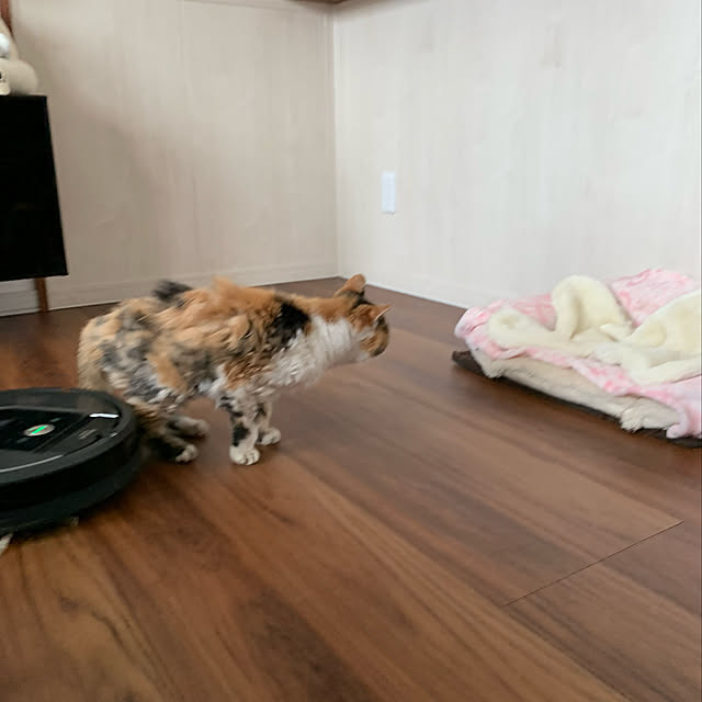 mikeume7さんの実例写真