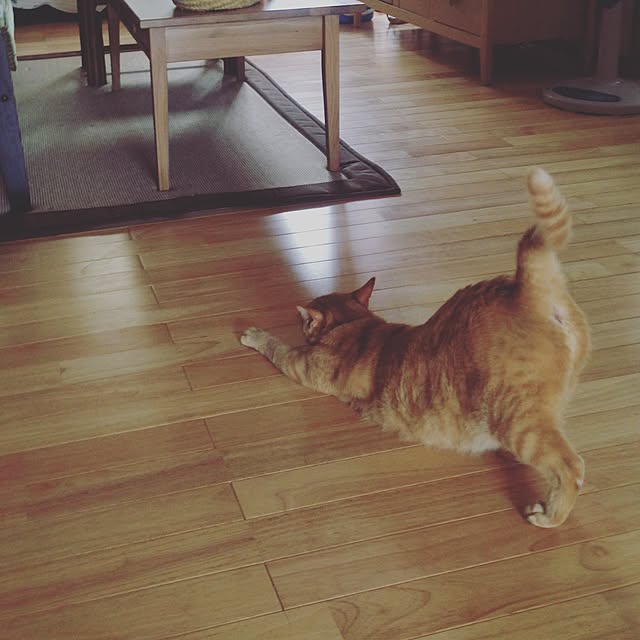 mikasakuさんの実例写真