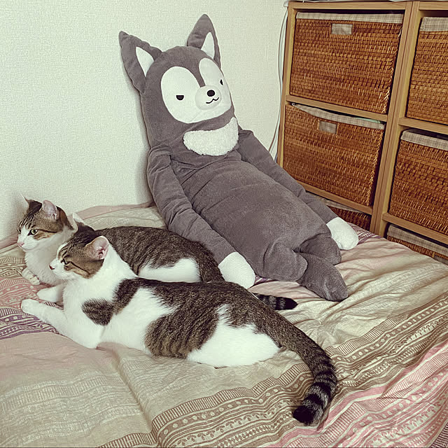 Lufuさんの実例写真