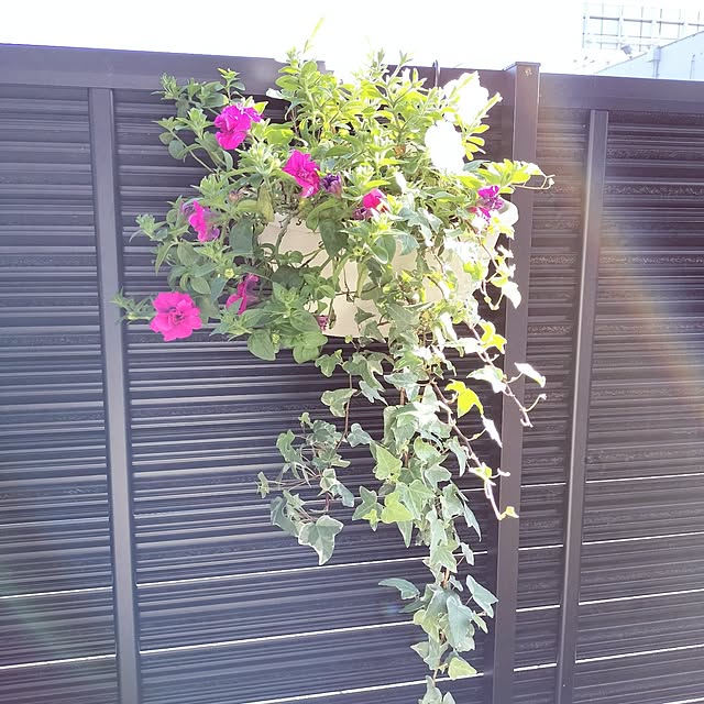 ajisai_chanさんの実例写真