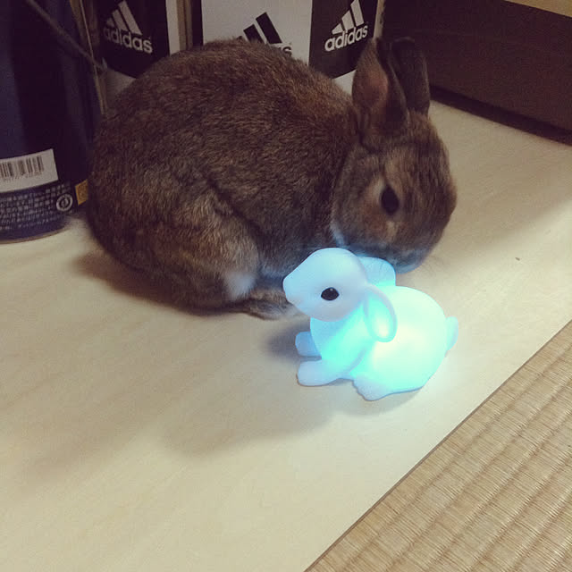 yuzu0223さんの実例写真