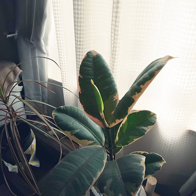 KOHAKUさんの実例写真
