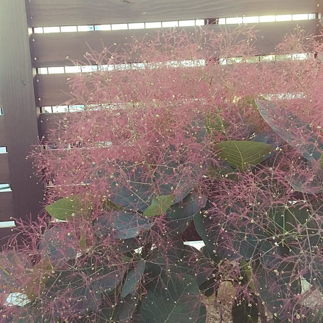 enuchiさんの実例写真