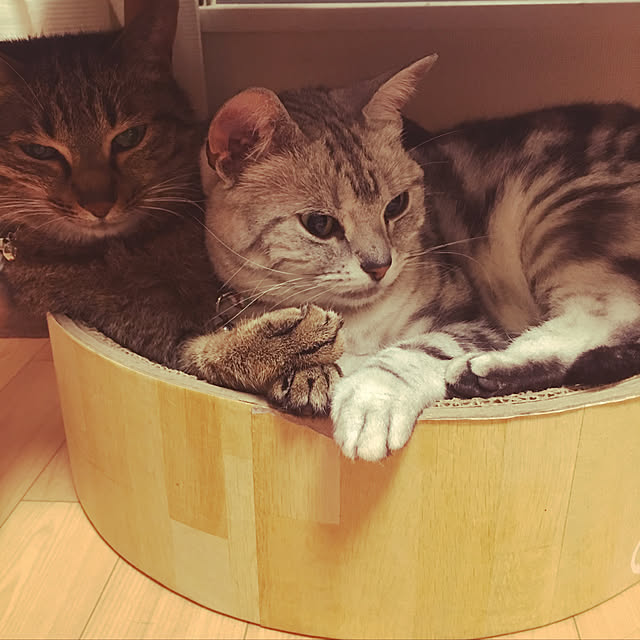 nono87さんの実例写真