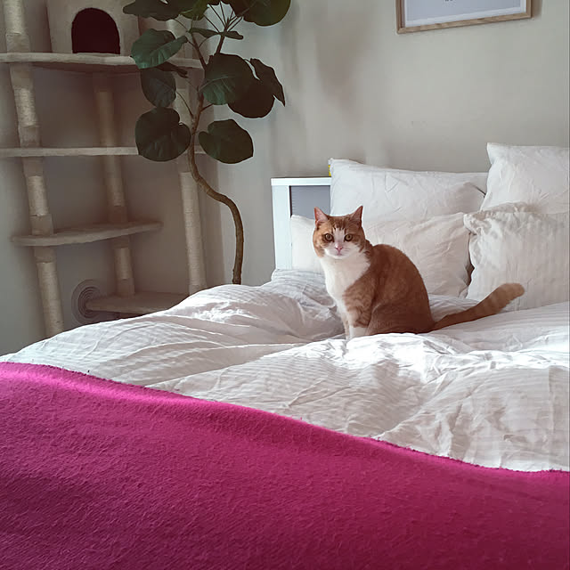 Ellenaさんの実例写真