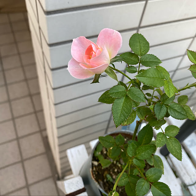 YuuKoさんの実例写真
