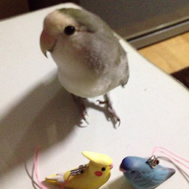 Chicoさんの実例写真
