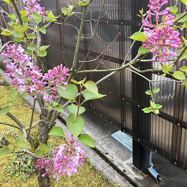 kakoさんの実例写真