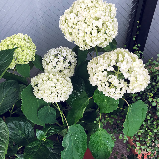pingub_dさんの実例写真