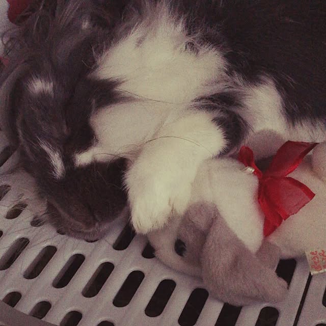kaorinさんの実例写真