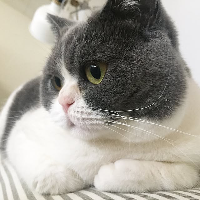 mohayaeteさんの実例写真