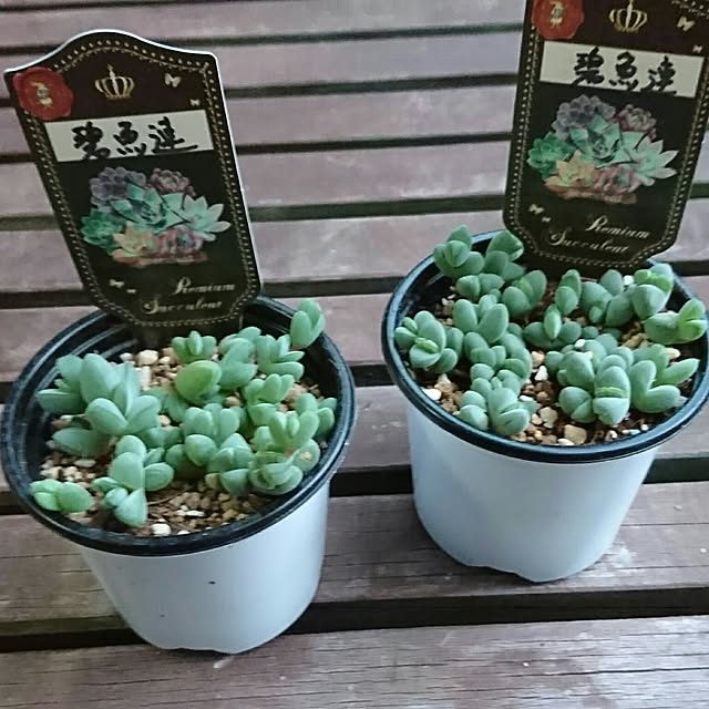 jiuさんの実例写真