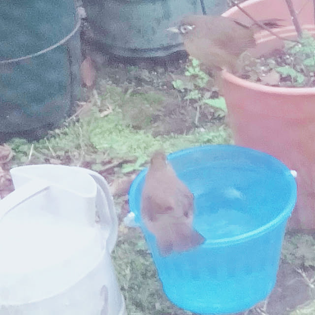 showさんの実例写真