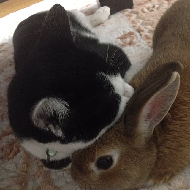 momongaさんの実例写真