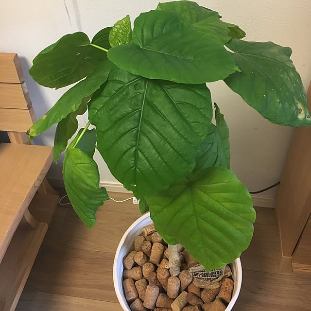 masamasaさんの実例写真