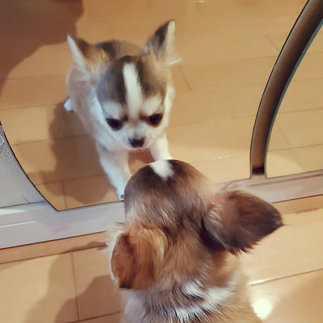 玄関/入り口/いいね、フォロー本当に感謝です♡/皆さんとの出逢いに感謝♡/愛犬と暮らす/愛犬のいる生活...などのインテリア実例 - 2022-02-09 10:42:20