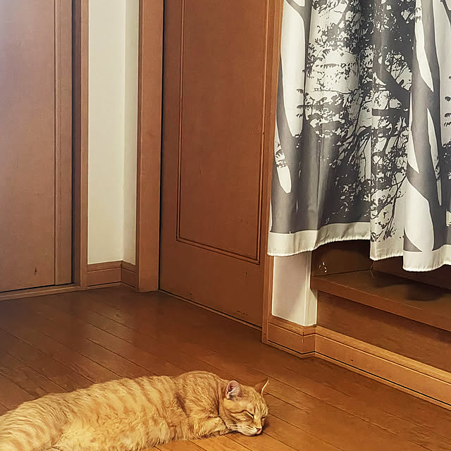 okogeさんの実例写真