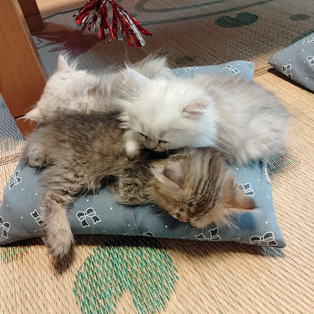 makaronさんの実例写真