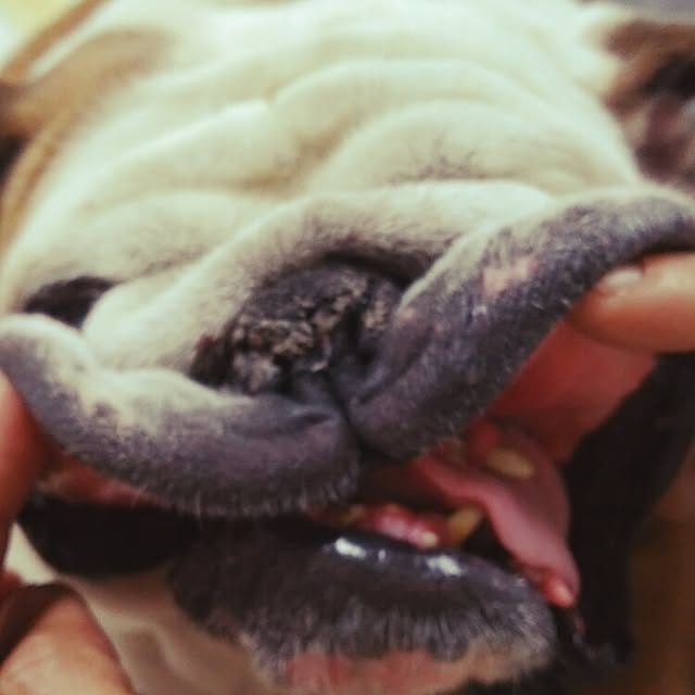 実例写真