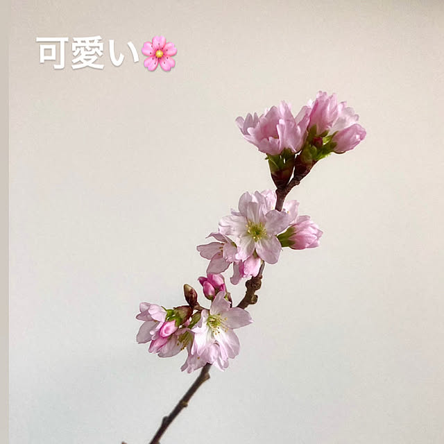 Mimiさんの実例写真