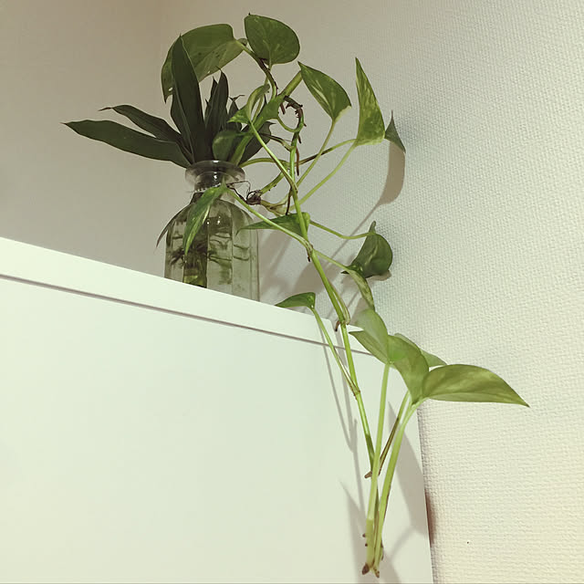 1546さんの実例写真