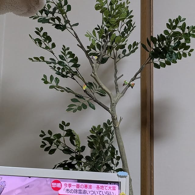 yuyuyuさんの実例写真