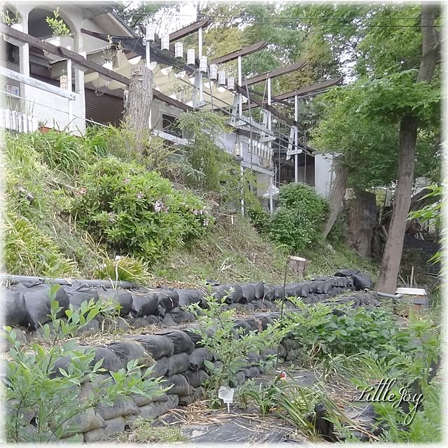 littlejoyさんの実例写真