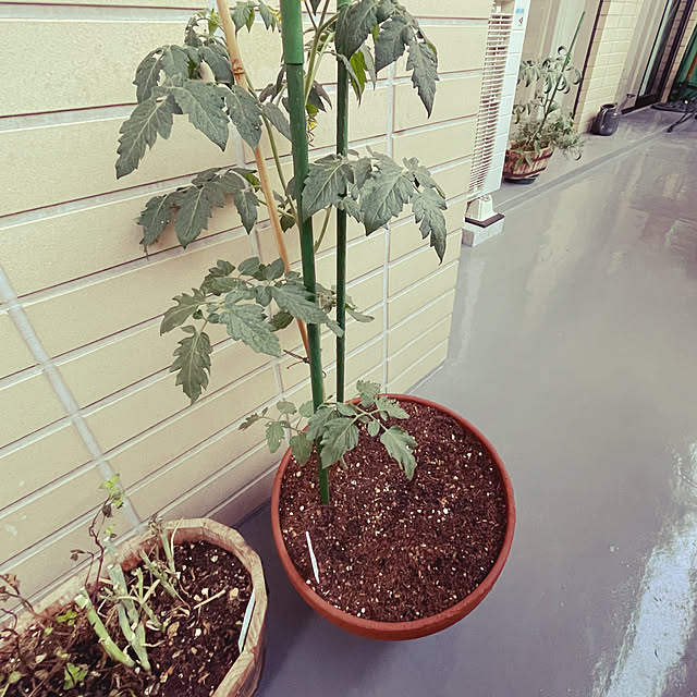 apple_apricot_houseさんの実例写真