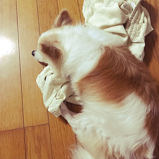seroriさんの実例写真