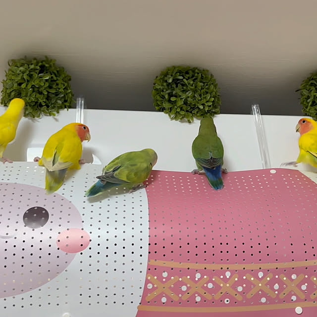 kohakuju1030さんの実例写真