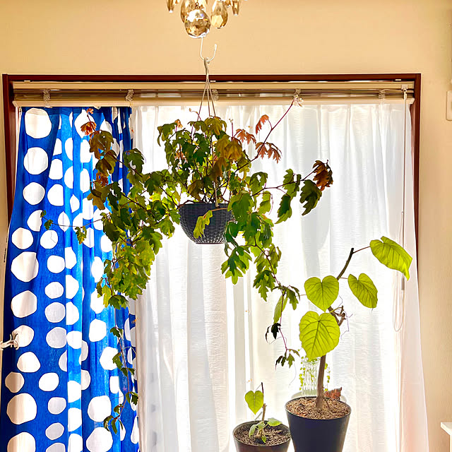 65-24oxoさんの部屋