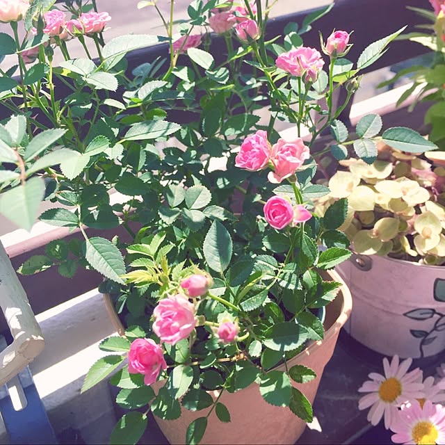 miyapp.hiroppさんの実例写真