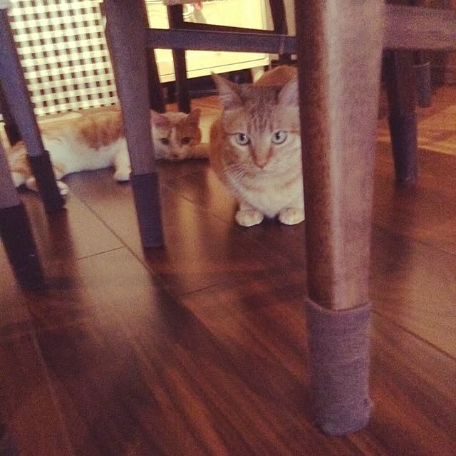 chikaさんの実例写真