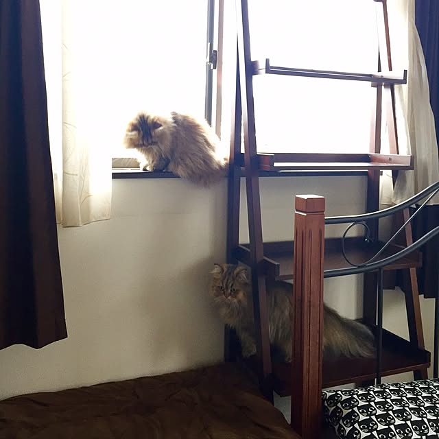 butachanさんの実例写真