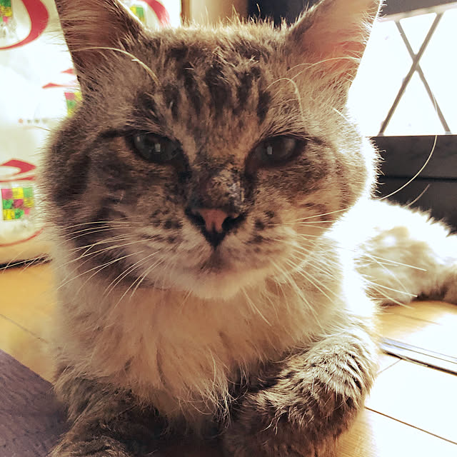 tommyさんの実例写真