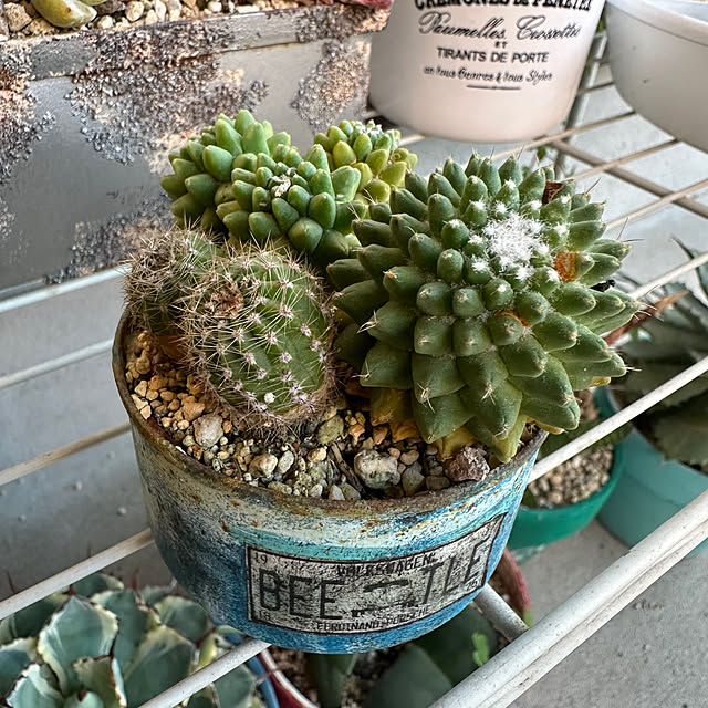 yaiyaiさんの実例写真