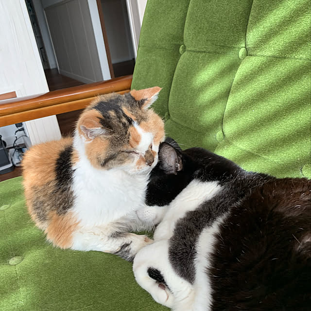 mikeume7さんの実例写真