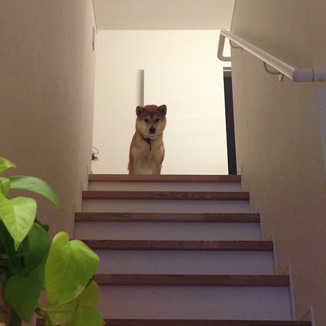 yuppiさんの実例写真