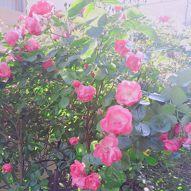 magnoliaさんの実例写真