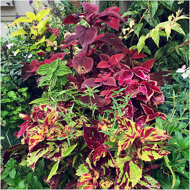 yukarin-gardenさんの実例写真