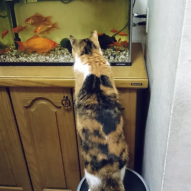 yukieさんの実例写真